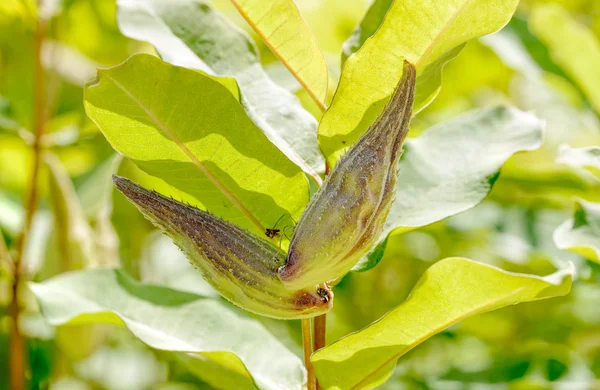 Καρπός της Asclepias Syriaca — Φωτογραφία Αρχείου