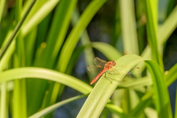 Libélula en las cañas — Foto de Stock