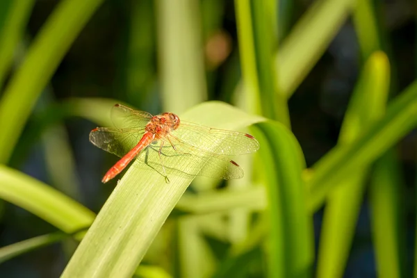 Dragonfly in the Reeds — Stock Photo, Image