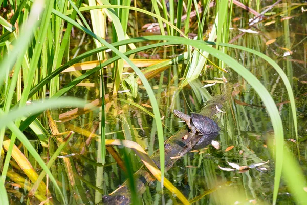 Tortuga en un estanque — Foto de Stock