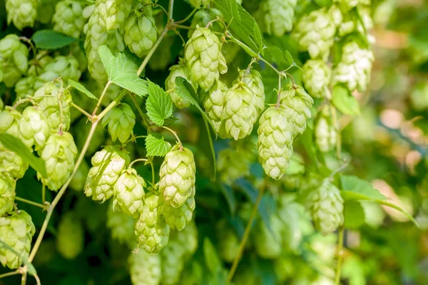 Humulus Lupulus Flowers, Also Called Hops — Stock Photo, Image