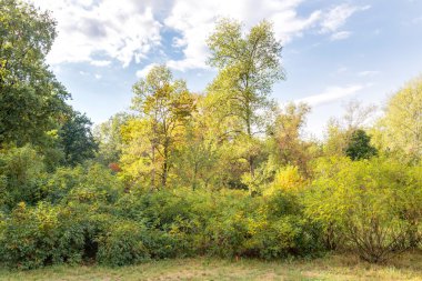 Çeşitli ağaçlar ve çalılar sırasında bir yaz öğleden sonra parkta. Yumuşak beyaz bulutlar akışı mavi gökyüzünde.
