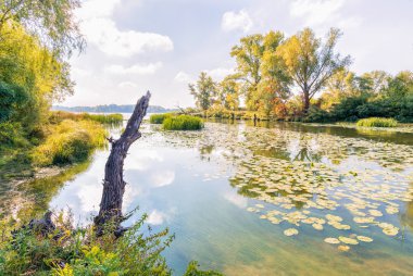 Sazlık ve nilüferler nehre