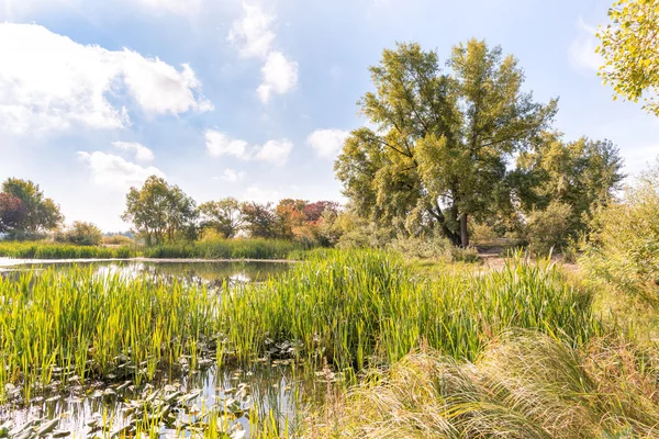 Vass och träd nära floden — Stockfoto