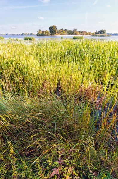 Pěkný Konec Letního Dne Blízkosti Řeky Dněpr Typha Latifolia Rákosí — Stock fotografie