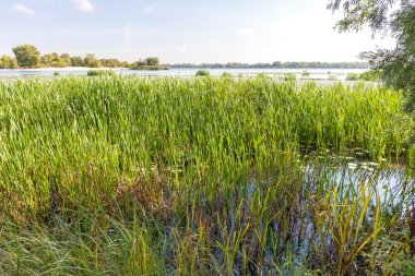 Güzel yaz günü Dnieper Nehri Nuphar lutea nilüferler ve Typha latifolia sazlık su ile yakın sonu
