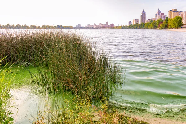 Spår av föroreningar och gröna alger i Dnepr i Kiev — Stockfoto