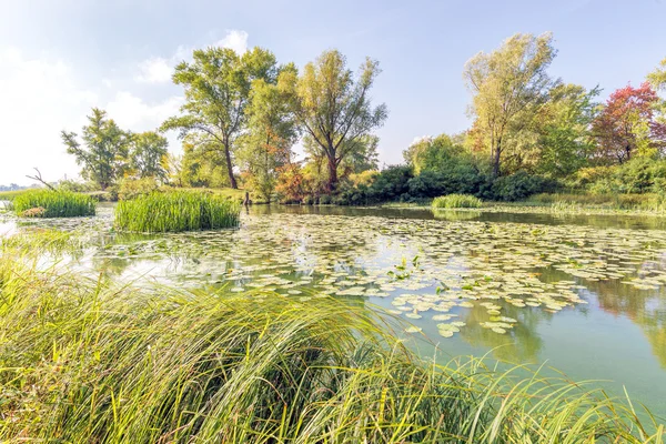 Canne e ninfee nel fiume — Foto Stock