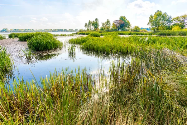 Reeds e lírios de água no rio — Fotografia de Stock