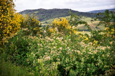 Pesaro ve Urbino yakınlarındaki Marche Hills 'de bulunan Lonicera Caprifolium İtalyan odunu, perfoliat hanımeli, keçi yaprağı hanımeli, İtalyan hanımeli ya da perfoliat odunu olarak da bilinir.