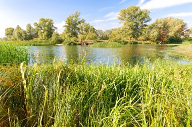Yaz günü Dnieper Nehri Typha latifolia sazlık su ile yakın güzel sonu. Ağaçlar içinde belgili tanımlık geçmiş