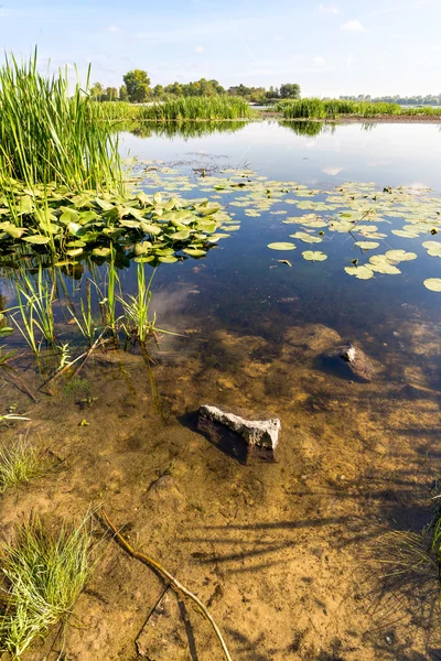 Mooi Einde Van Zomerdag Dicht Bij Rivier Dnjepr Met Nuphar — Stockfoto