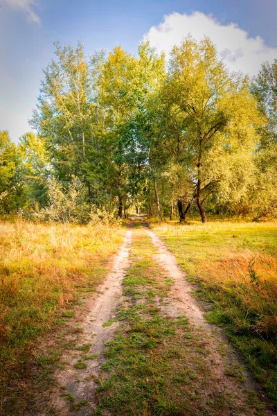 Trail to the Trees — Stock Photo, Image