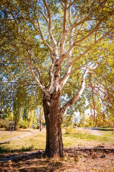 Fotografía Efecto Álamo Blanco Populus Alba Bajo Una Luz Del —  Fotos de Stock