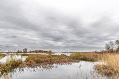 Sonbahar Dnieper Nehri Typha latifolia sazlık su ile yakın gri sonu. Ağaçlar ve bulutlu gökyüzü arka planda