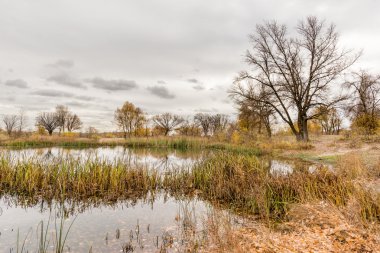 Sonbahar Dnieper Nehri Typha latifolia sazlık su ile yakın gri sonu. Ağaçlar ve bulutlu gökyüzü arka planda