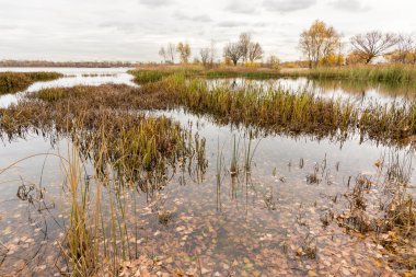 Sonbahar Dnieper Nehri Typha latifolia sazlık su ile yakın gri sonu. Ağaçlar ve bulutlu gökyüzü arka planda