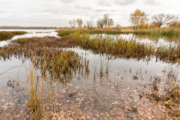 Grijze Eind Van Herfst Dicht Bij Rivier Dnjepr Met Lisdoddefamilie — Stockfoto