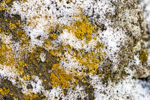 Textura Lišejníků Snow Crystal Starou Zeď Během Chladných Zimních — Stock fotografie