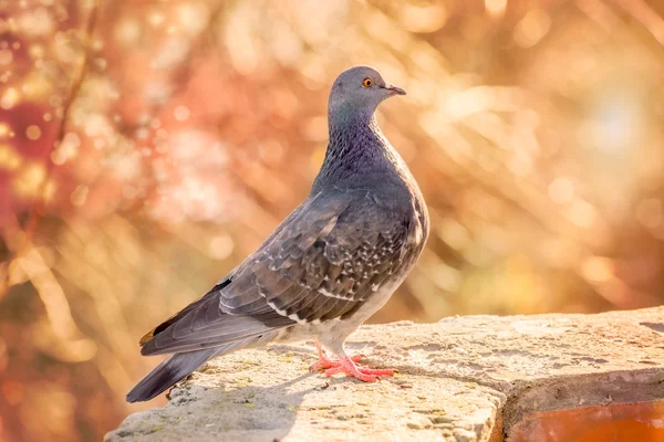 Fiero piccione sulla parete — Foto Stock