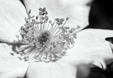 Sıcak bahar güneşinin altında pembe bir çalı gülü