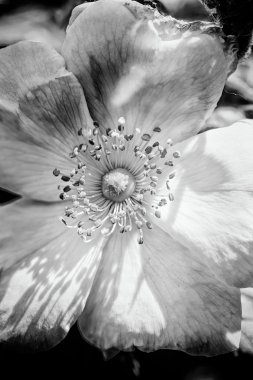 Sıcak bahar güneşinin altında pembe bir çalı gülü