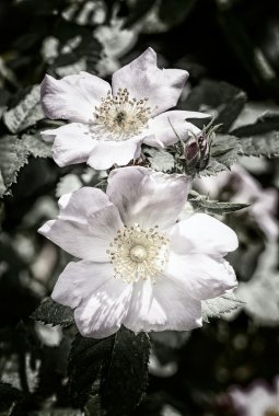 sıcak bahar güneşi altında güzel pembe briar güller