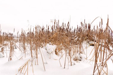 Kuru Typha Latifolia çiçekleri, diğer adıyla Cattails, Ukrayna, Kiev 'de kışın karla kaplı donmuş Dinyeper nehrine yakın karlarda.