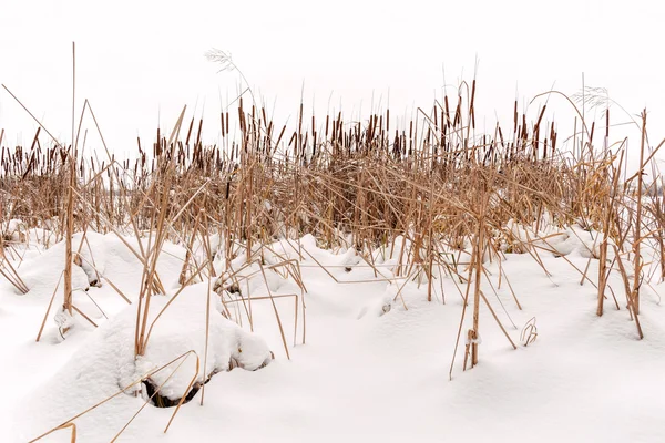 Tipi Fiori Secchi Latifolia Chiamati Anche Cattails Nella Neve Vicino — Foto Stock