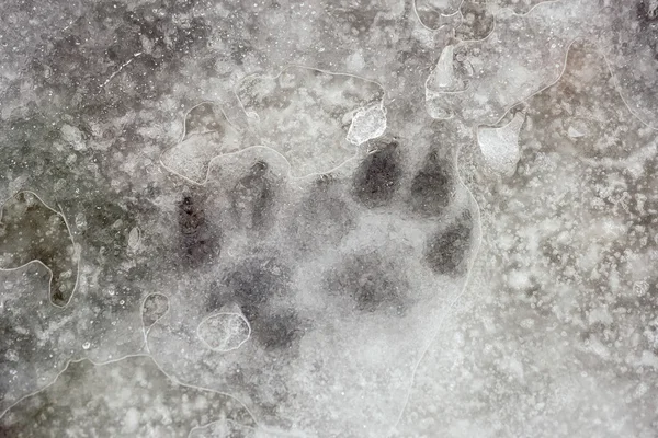 动物在冰冻的雪中 在冰下 在冬天 — 图库照片