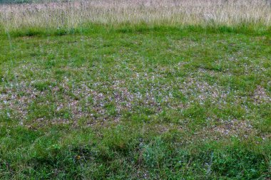  Yağmurdan sonra çimleri selamla