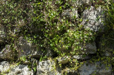 sarmaşık taş duvar bir