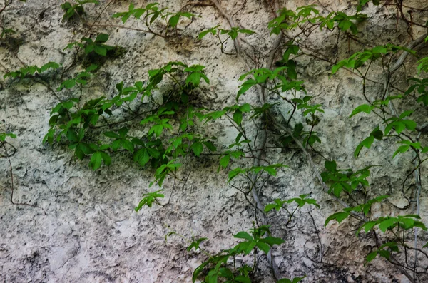 Ivy on the rocks — Stock Photo, Image