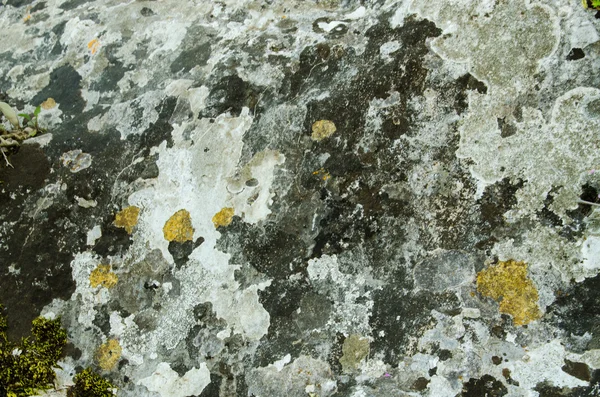 Textura de rocha musgosa cinco — Fotografia de Stock