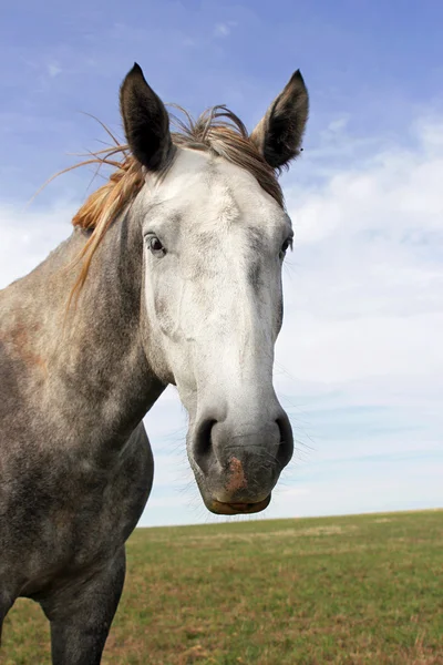 Retrato de um cavalo cinzento — Fotografia de Stock