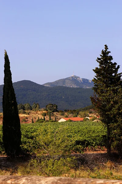 Vignoble Paysage france — Photo