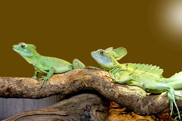 kertenkele Plumed basilisk
