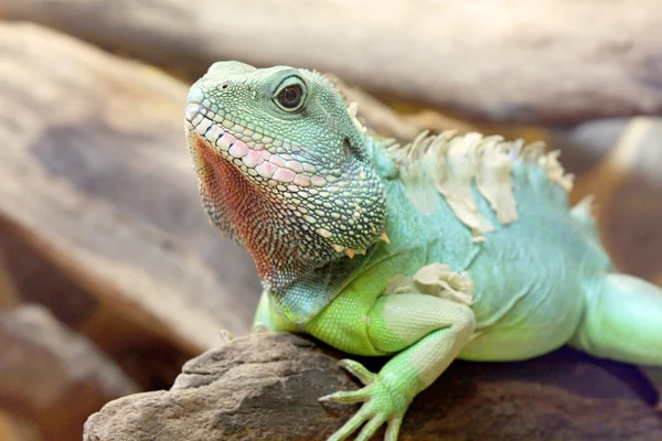 Lézard dragon barbu — Photo