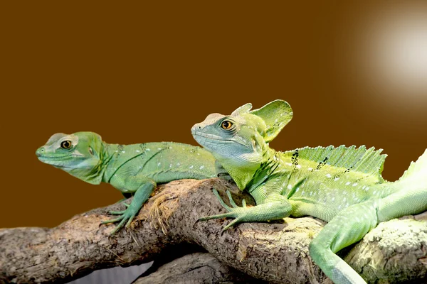 Lézard Basilic plumé — Photo