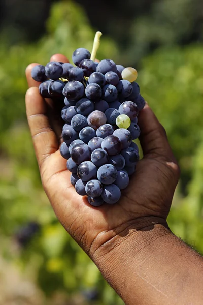 Cosecha de uvas frescas — Foto de Stock