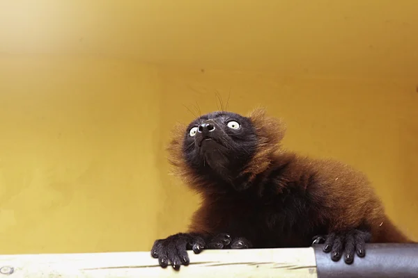 Macaco Lémure vermelho — Fotografia de Stock