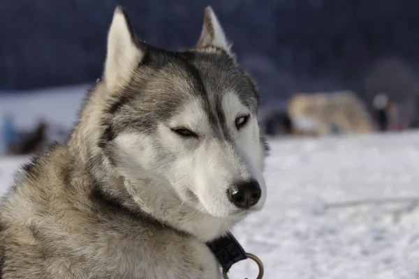 Siberian dış yapraklar kızak köpek — Stok fotoğraf