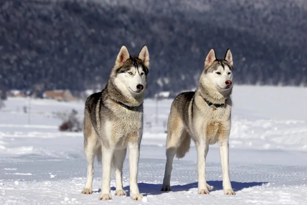 Siberian dış yapraklar kızak köpeği portresi