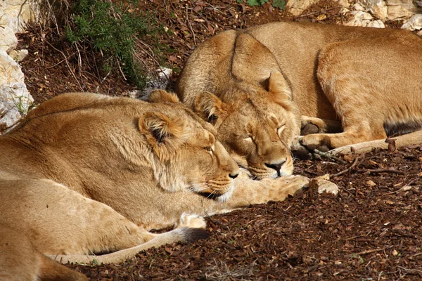Lion syskon göra sin siesta — Stockfoto