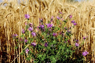 Peygamber Çiçeği ile mısır tarlası