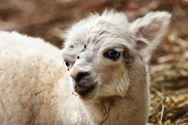 Young white Llama — Stock Photo, Image