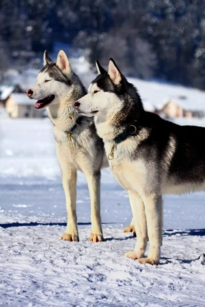 Сибірський собака хаскі санки — стокове фото