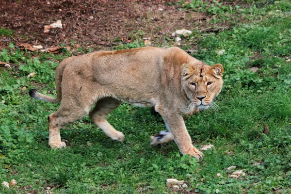 La lionne va sur l'herbe — Photo