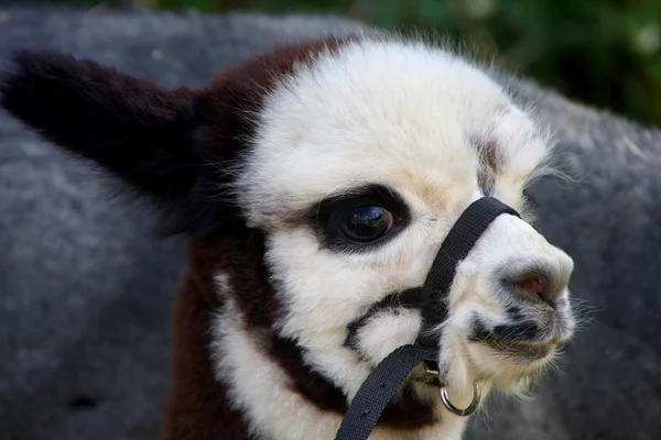 Llama gris blanco — Foto de Stock