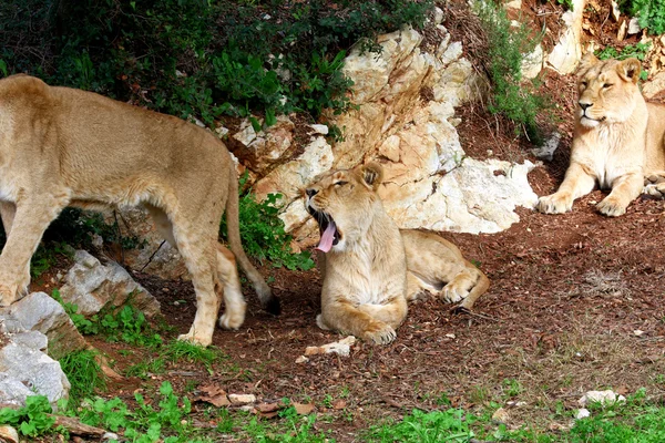 Gölge rahatlatıcı dişi aslan — Stok fotoğraf